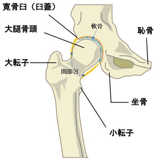 股関節の構造
